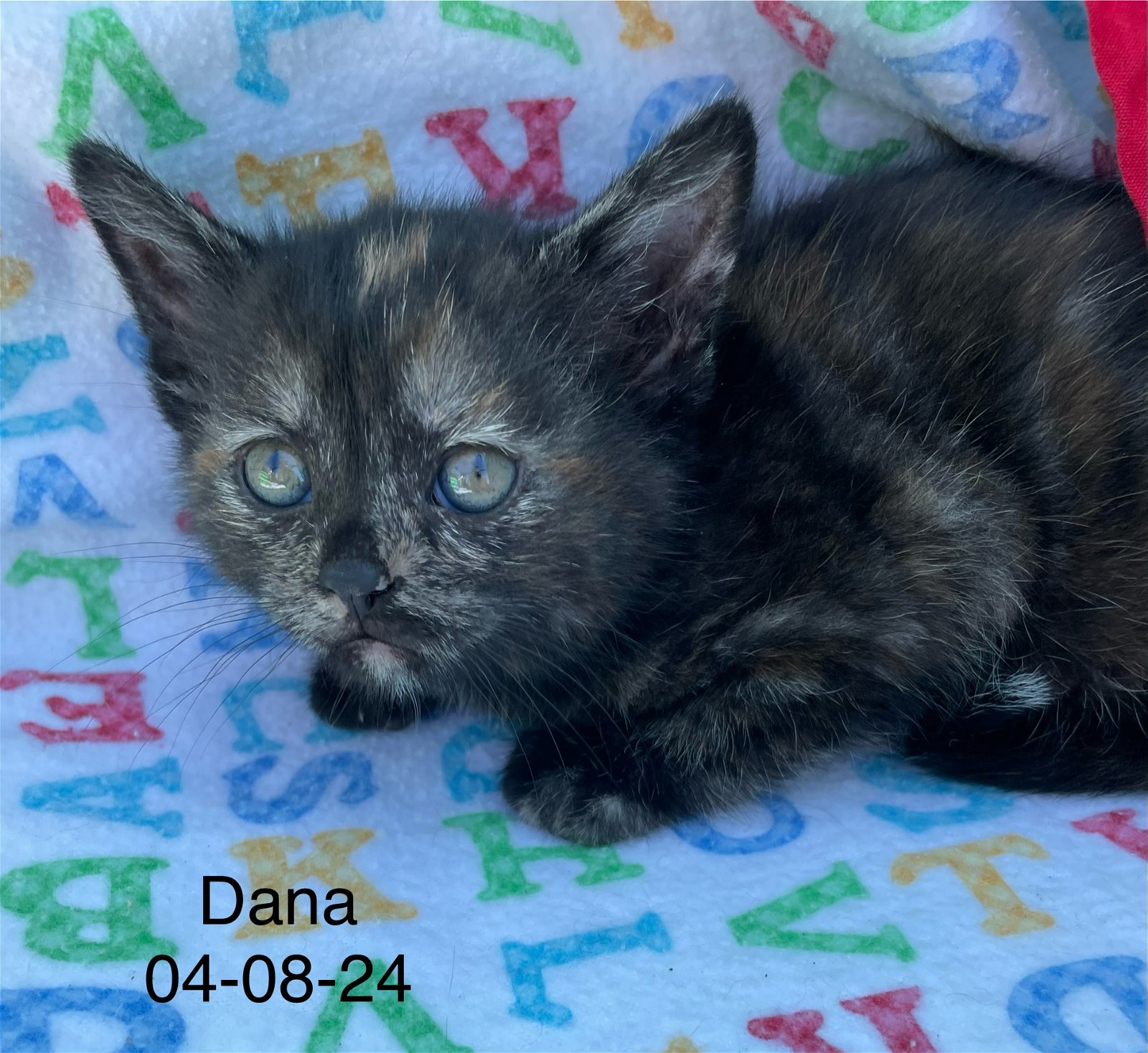 adoptable Cat in Crown Point, IN named Dana