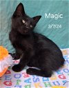 adoptable Cat in crown point, IN named Magic
