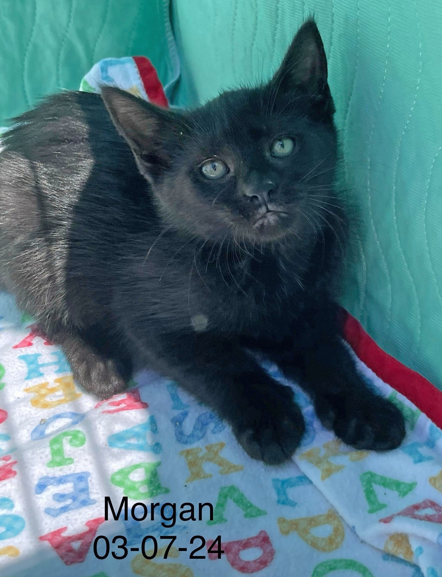 adoptable Cat in Crown Point, IN named Morgan