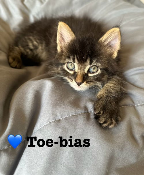 Toe-bias