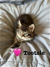 adoptable Cat in  named Tootsie