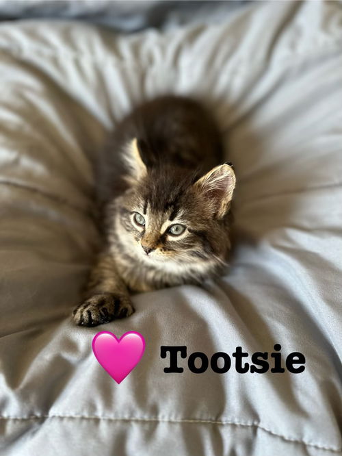 Tootsie