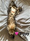adoptable Cat in  named Tippy