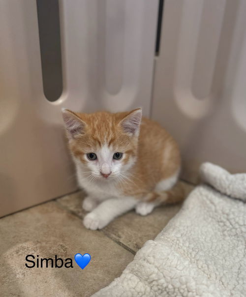 Simba