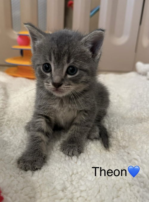 Theon