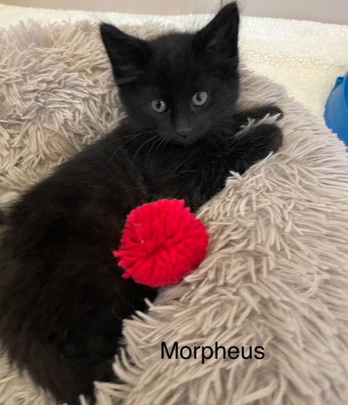 Morpheus