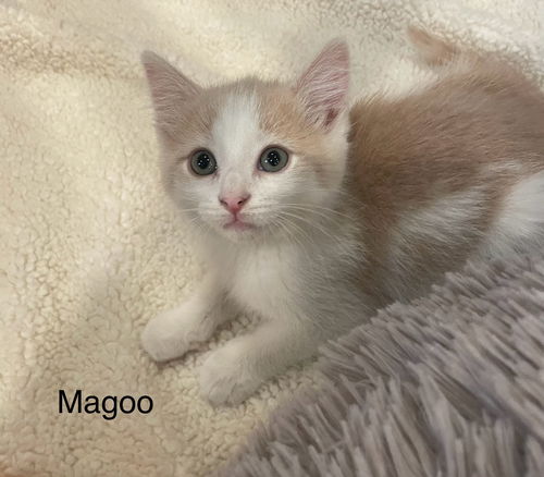 Magoo