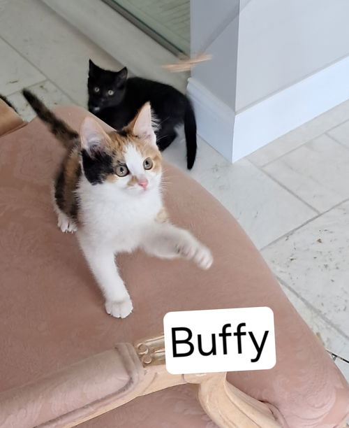 Buffy