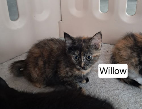 Willow