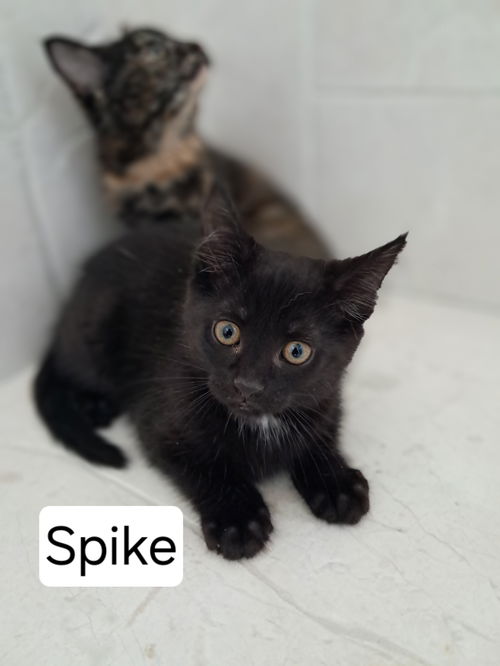 Spike