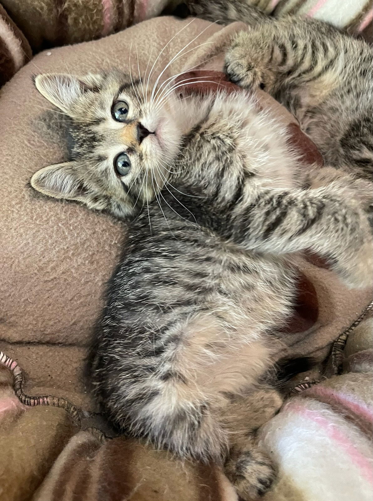 adoptable Cat in Crown Point, IN named Rose