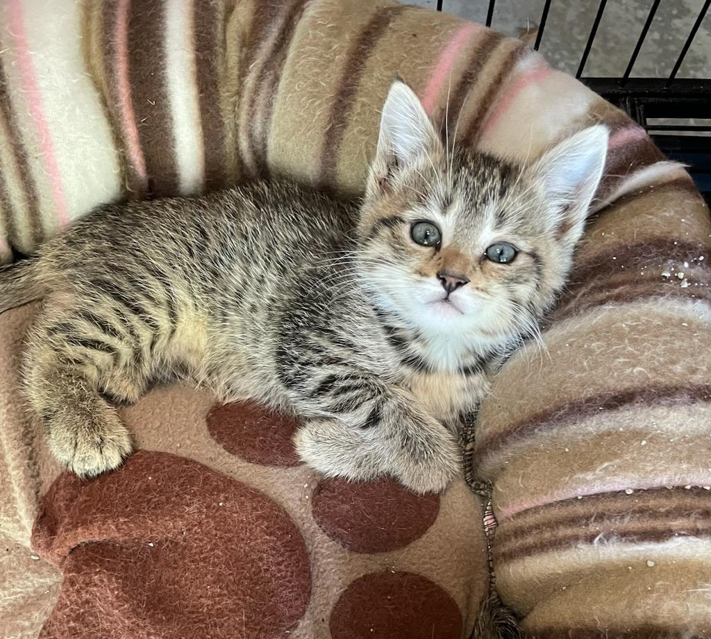 adoptable Cat in Crown Point, IN named Blanche