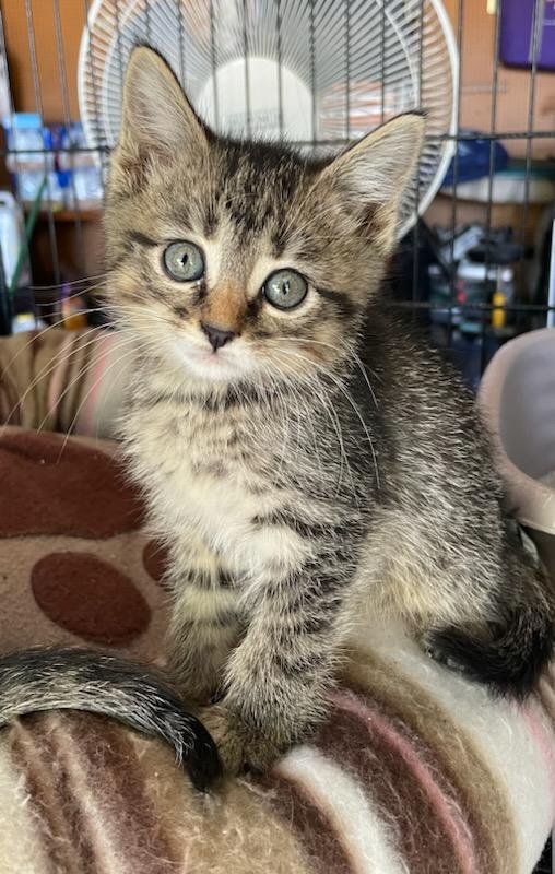 adoptable Cat in Crown Point, IN named Sophia