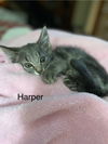 Harper