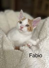 Fabio