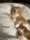 Fergus