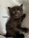 Coco