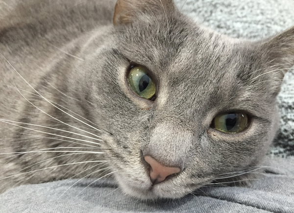 Smokey