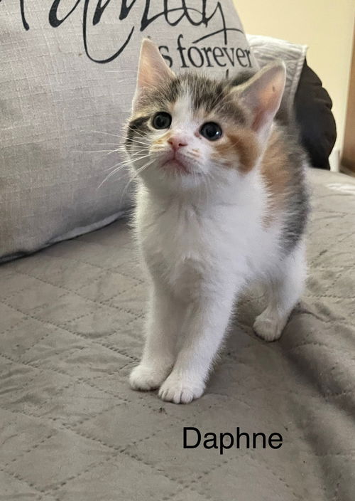 Daphne