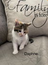 Daphne