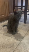 Pawline