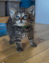 Willow