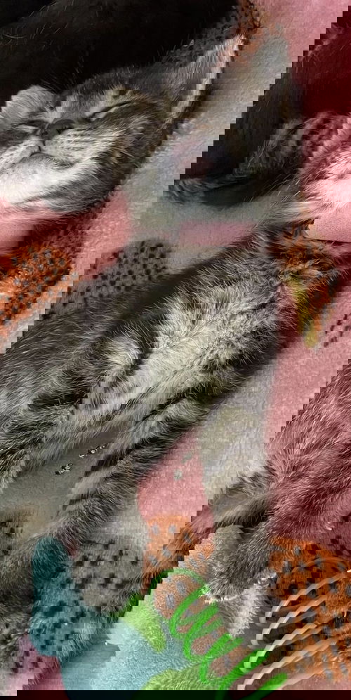 Sabrina