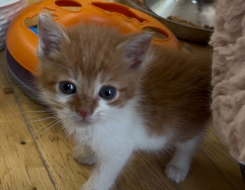 Oliver