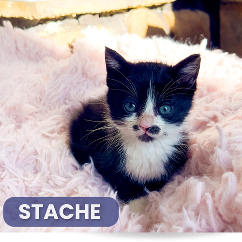 Stache