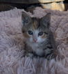 Molly