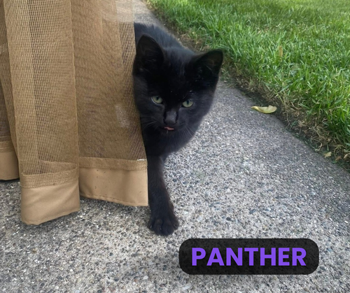 Panther