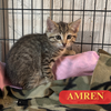 Amren