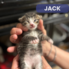 Jack