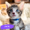 Jack