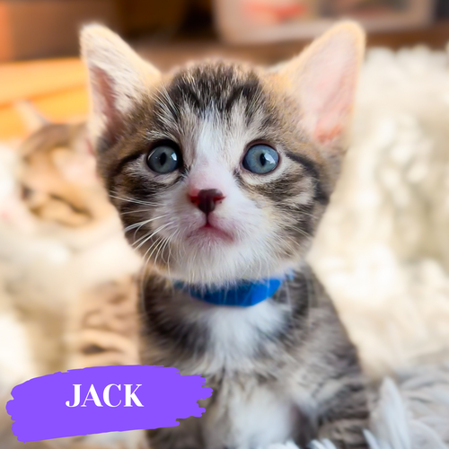 Jack