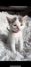 Domino