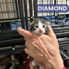 Diamond