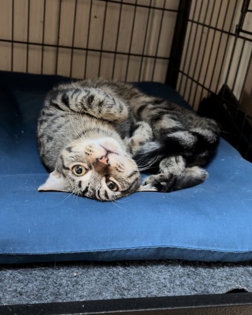 picture of the cat needing adoption
