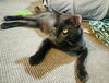 Willow