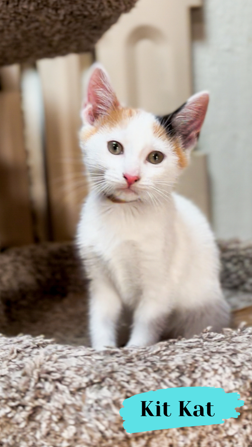 Kit Kat