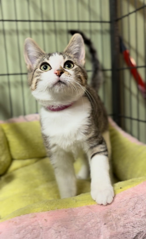 picture of the cat needing adoption