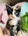 Nilla