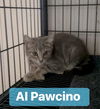 Al Pawcino
