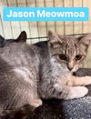 Jason Meowmoa