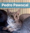 Pedro Pawscal