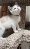 adoptable Cat in  named Penny Kitty