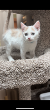 Penny Kitty
