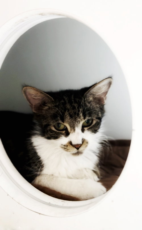 picture of the cat needing adoption