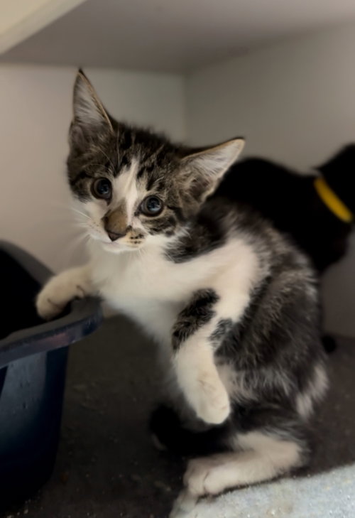 picture of the cat needing adoption