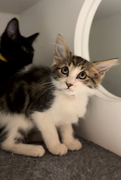 picture of the cat needing adoption